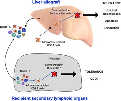 Induction Phase of Spontaneous Liver Transplant Tolerance